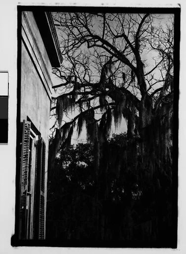 [Tree Branches and Plantation House Corner, Savannah Vicinity, Georgia]