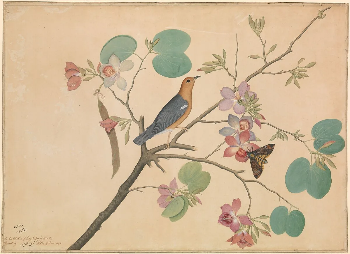 An Orange-Headed Ground Thrush and a Death's-Head Moth on a Purple Ebony Orchid Branch — Shaikh Zain al–Din