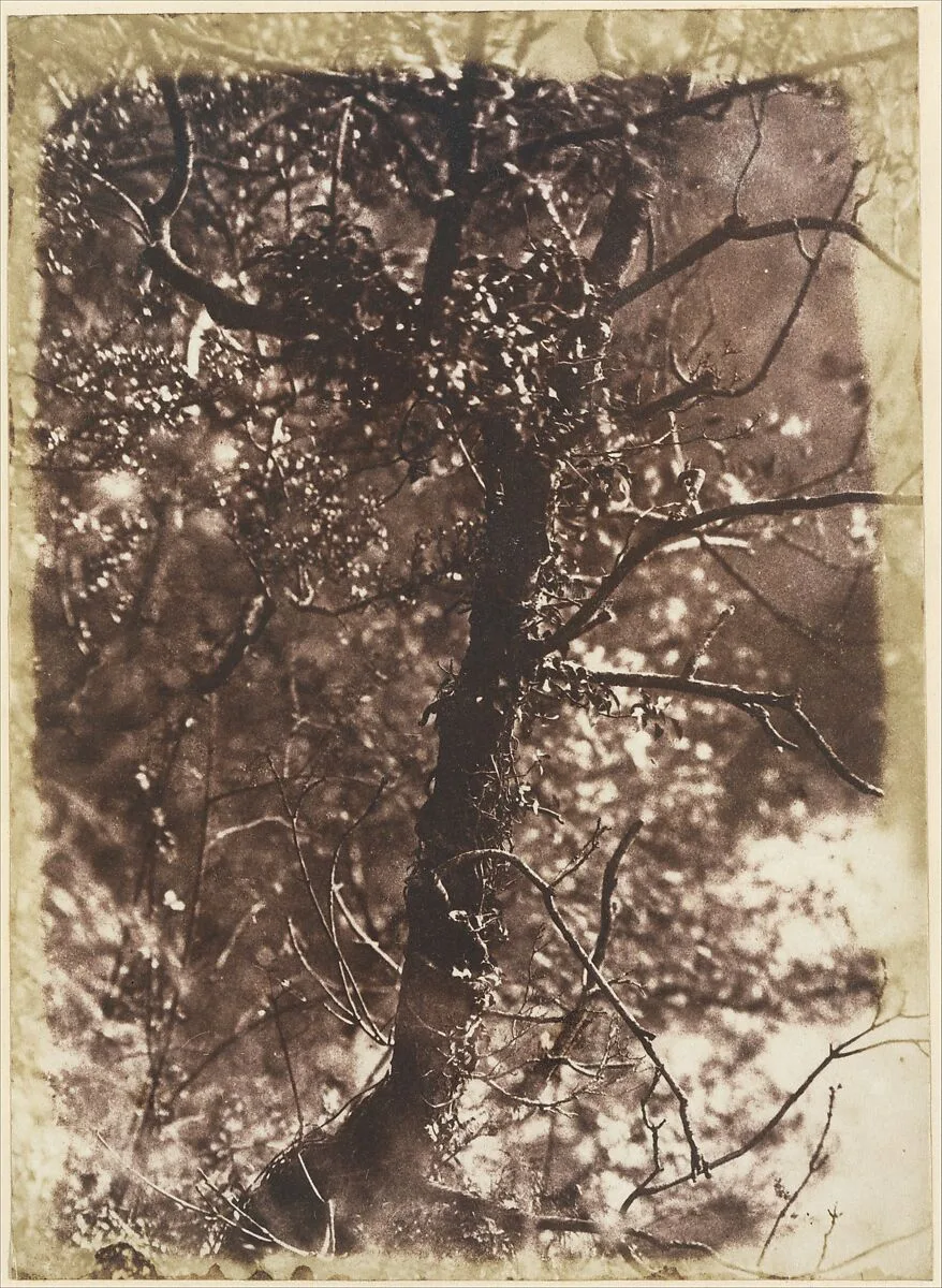 The Fairy Tree at Colinton — David Octavius Hill|Robert Adamson|Hill and Adamson