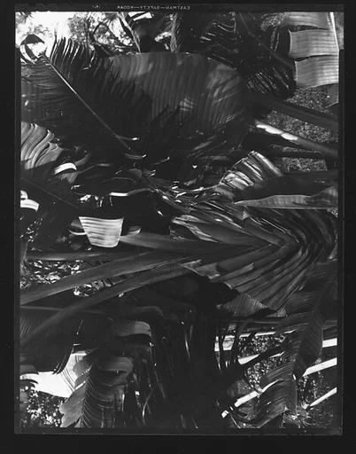 [South Seas: Foliage]