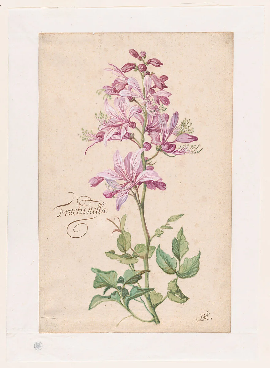 A Dictamnus — Balthasar van der Ast