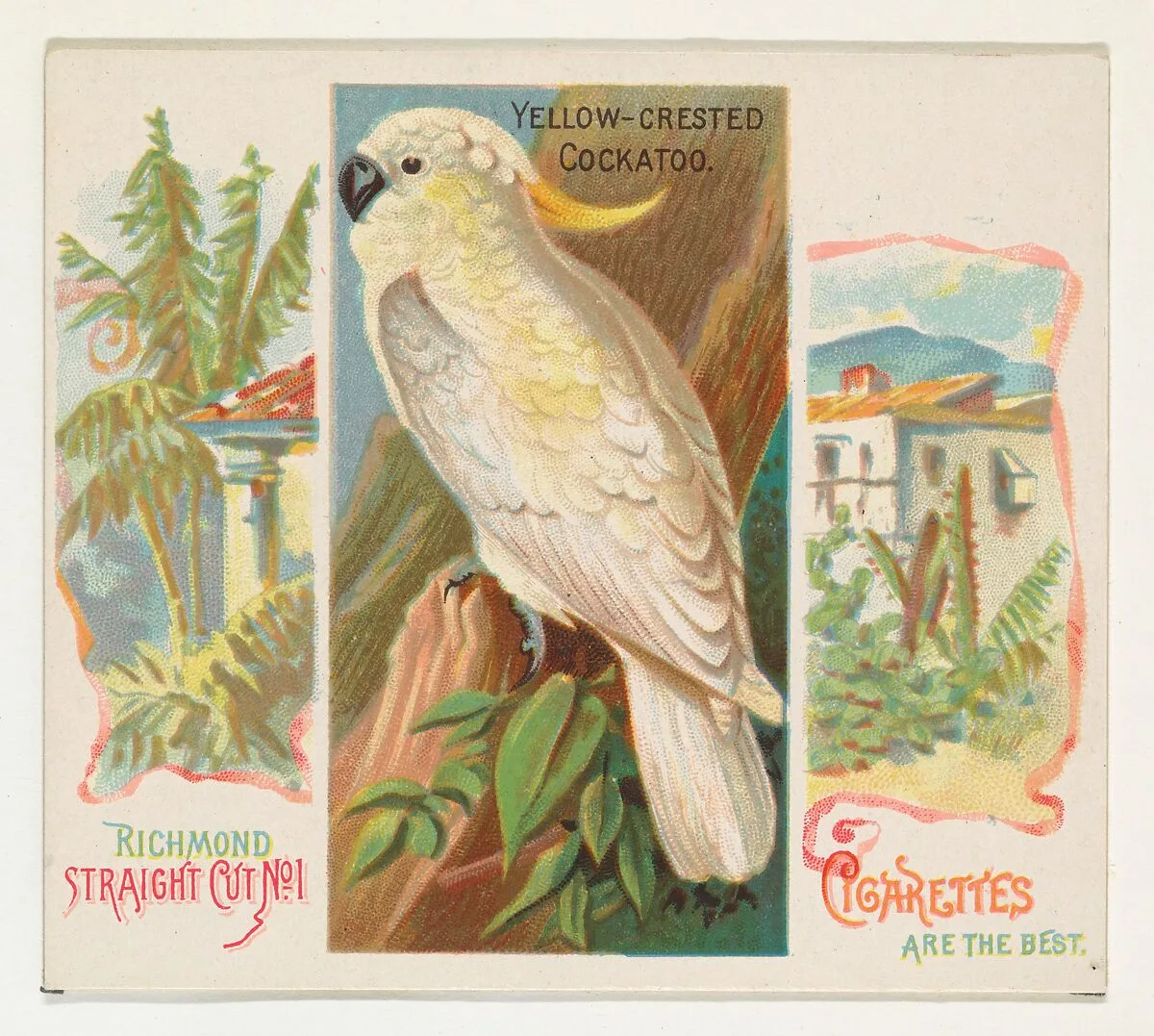 Yellow-Crested Cockatoo, from Birds of the Tropics series (N38) for Allen & Ginter Cigarettes — Allen & Ginter|George S. Harris & Sons
