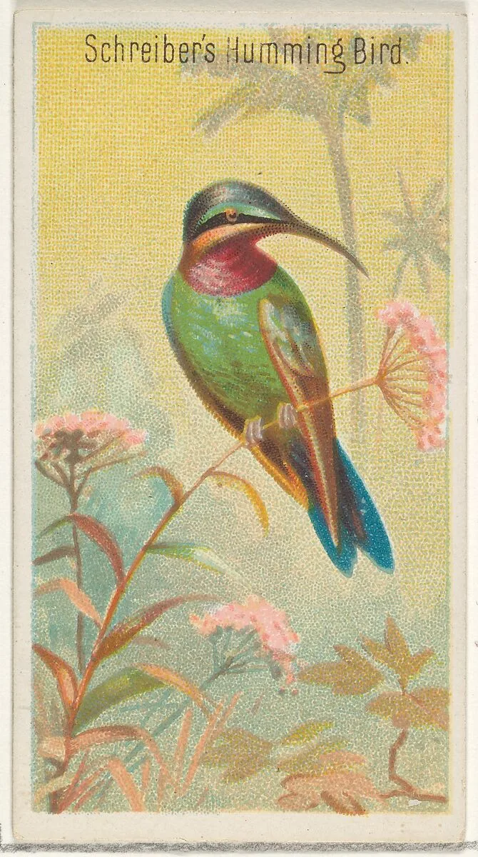 Schreiber's Hummingbird, from the Birds of the Tropics series (N5) for Allen & Ginter Cigarettes Brands — Allen & Ginter|George S. Harris & Sons