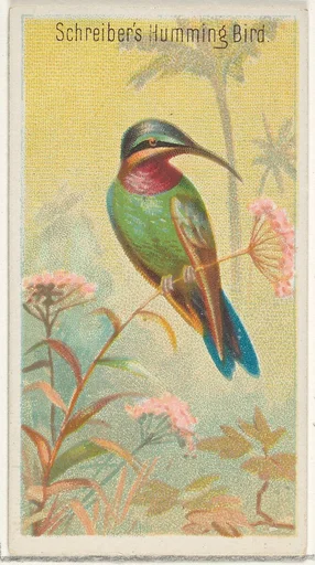 Schreiber's Hummingbird, from the Birds of the Tropics series (N5) for Allen & Ginter Cigarettes Brands