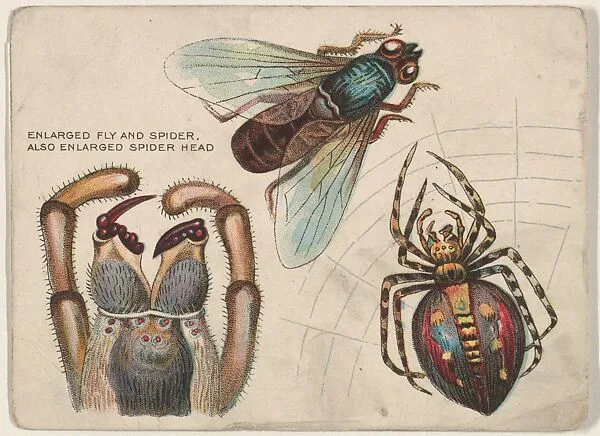 Fly and Spider, bakery insert card from the Insects series (D47), issued by the Welle-Boettler Bakery company — Welle-Boettler Bakery Company