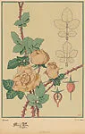 Roses, pl. 4 — A. Calavas|Emile-Allain Séguy
