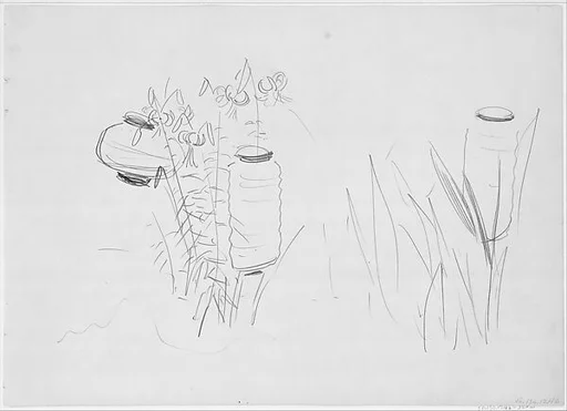 Japanese Lanterns and Lilies, Study for "Carnation, Lily, Lily, Rose"