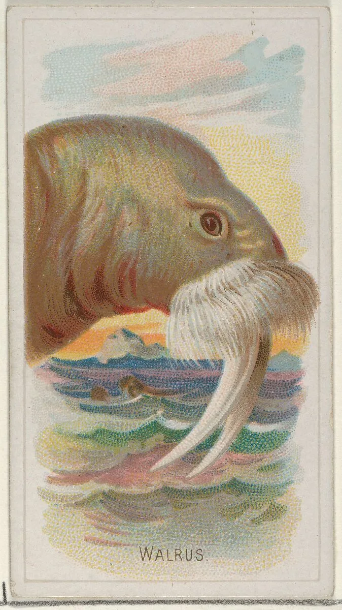 Walrus, from the Wild Animals of the World series (N25) for Allen & Ginter Cigarettes — Allen & Ginter|George S. Harris & Sons
