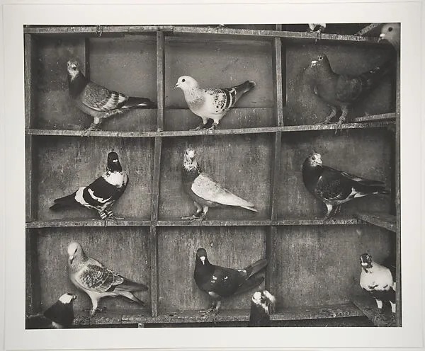 Pigeon Roost, India — Fazal Sheikh