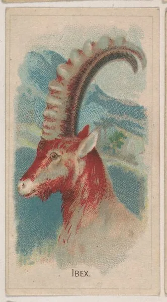 Ibex, collector card from the Animal Pictures series (D8), issued by the Weber Baking Company to promote Onist Milk and Pullman Bread — Weber Baking Company