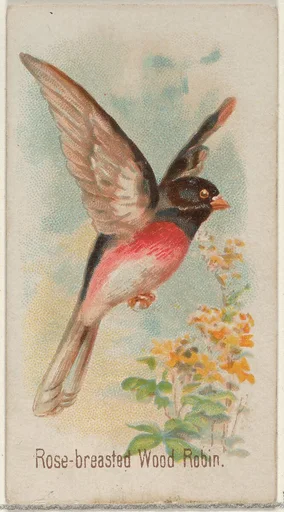 Rose-breasted Wood Robin, from the Song Birds of the World series (N23) for Allen & Ginter Cigarettes