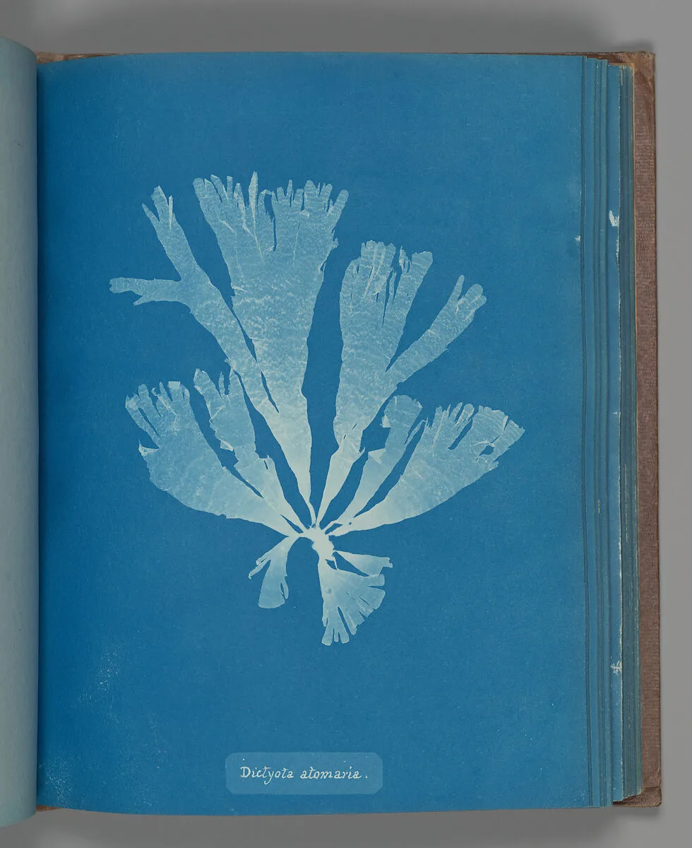Dictyota atomaria — Anna Atkins