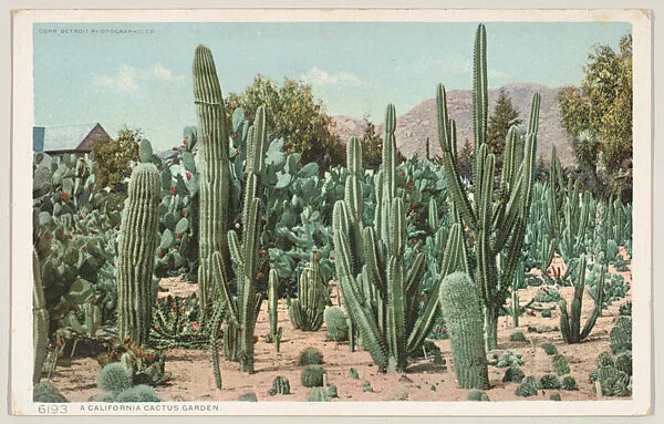 A California Cactus Garden, No. 6193 — Detroit Publishing Company