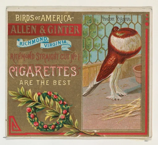 Pouter Pigeon, from the Birds of America series (N37) for Allen & Ginter Cigarettes