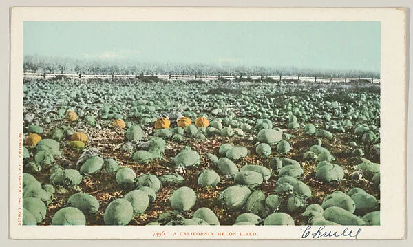 A California Melon Field, No. 7496 — Detroit Publishing Company