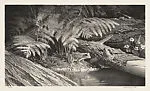 Forest Ferns — Stow Wengenroth