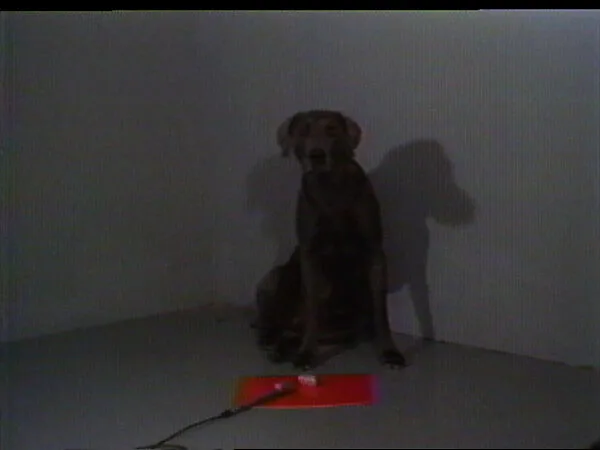 Drop It — William Wegman