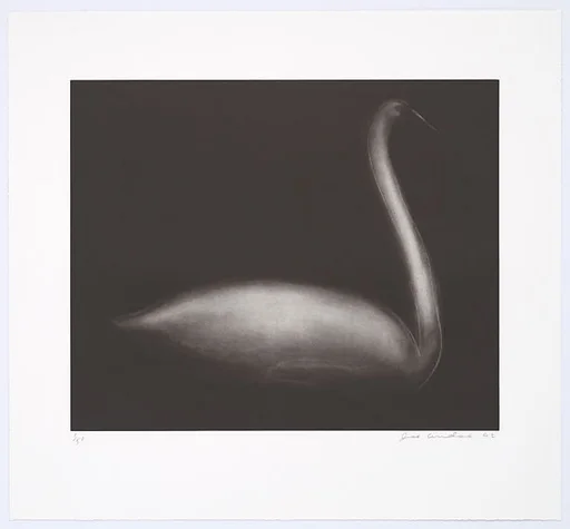 Swan