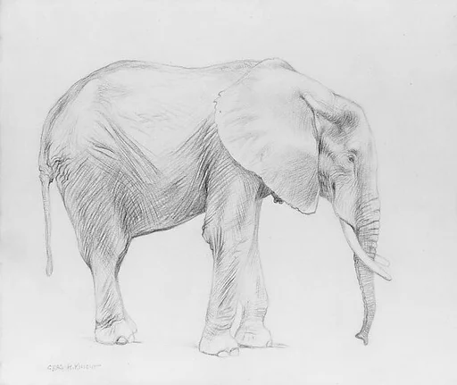 African Elephant, Profile View