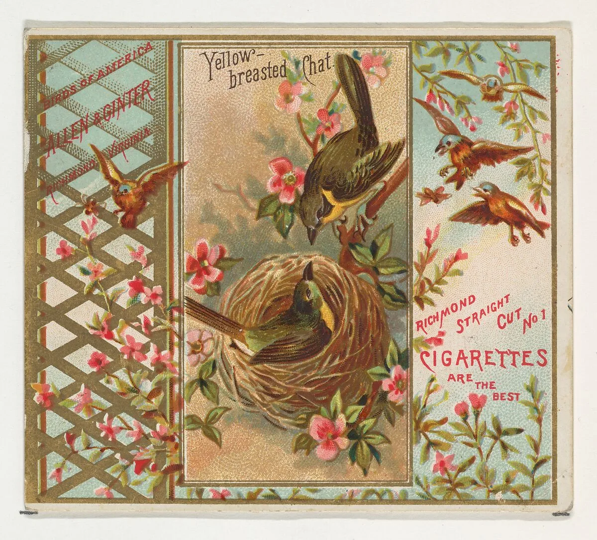 Yellow-breasted Chat, from the Birds of America series (N37) for Allen & Ginter Cigarettes — Allen & Ginter