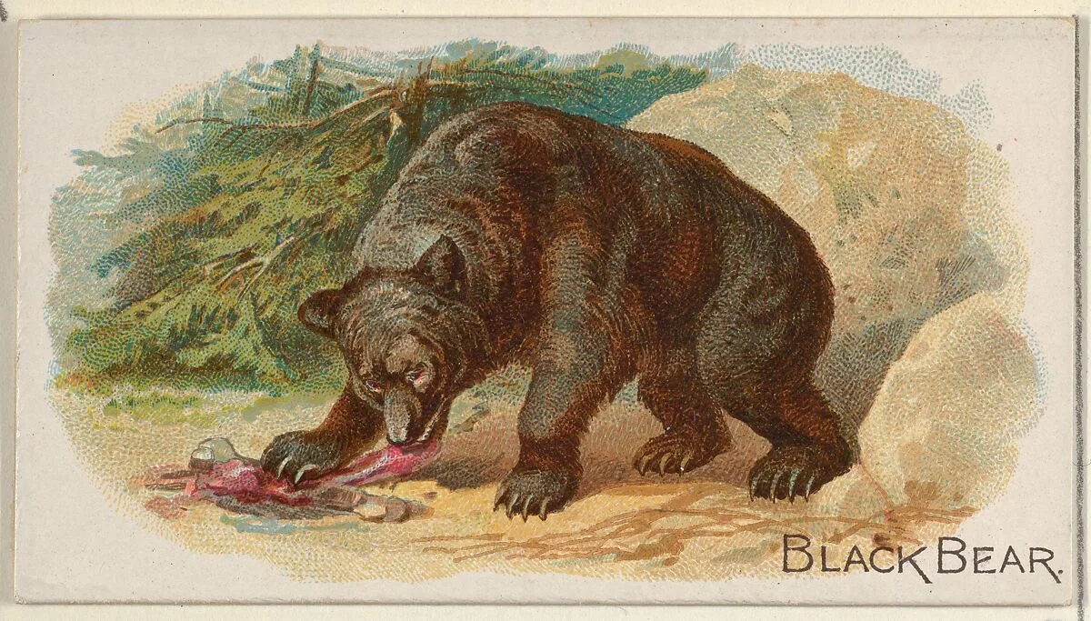 Black Bear, from the Quadrupeds series (N21) for Allen & Ginter Cigarettes — Allen & Ginter|Lindner, Eddy & Claus