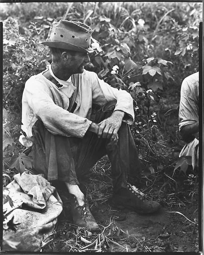 [Bud Fields Seated in Cotton Field, Hale County, Alabama]