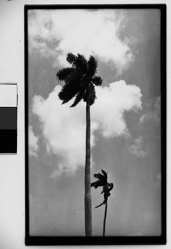 [Palm Trees, Cuba]