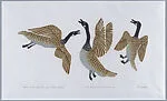 Geese Usually Fight During the Nesting Season — Isah Papialuk