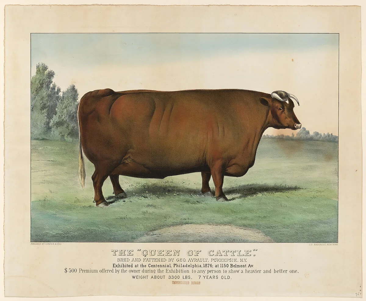The "Queen of Cattle" Bred and Fattened by George Ayrault, Poughkeepsie, New York, Exhibited at the Centennial, Philadelphia, 1876 — Currier & Ives