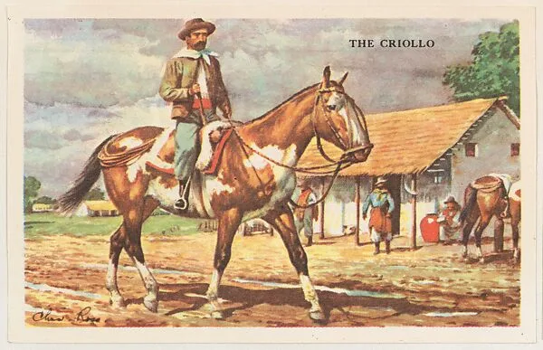 The Criollo, bakery card from the Horses series (D39-5), issued by the Gordon Bread Company — Gordon Bread Company
