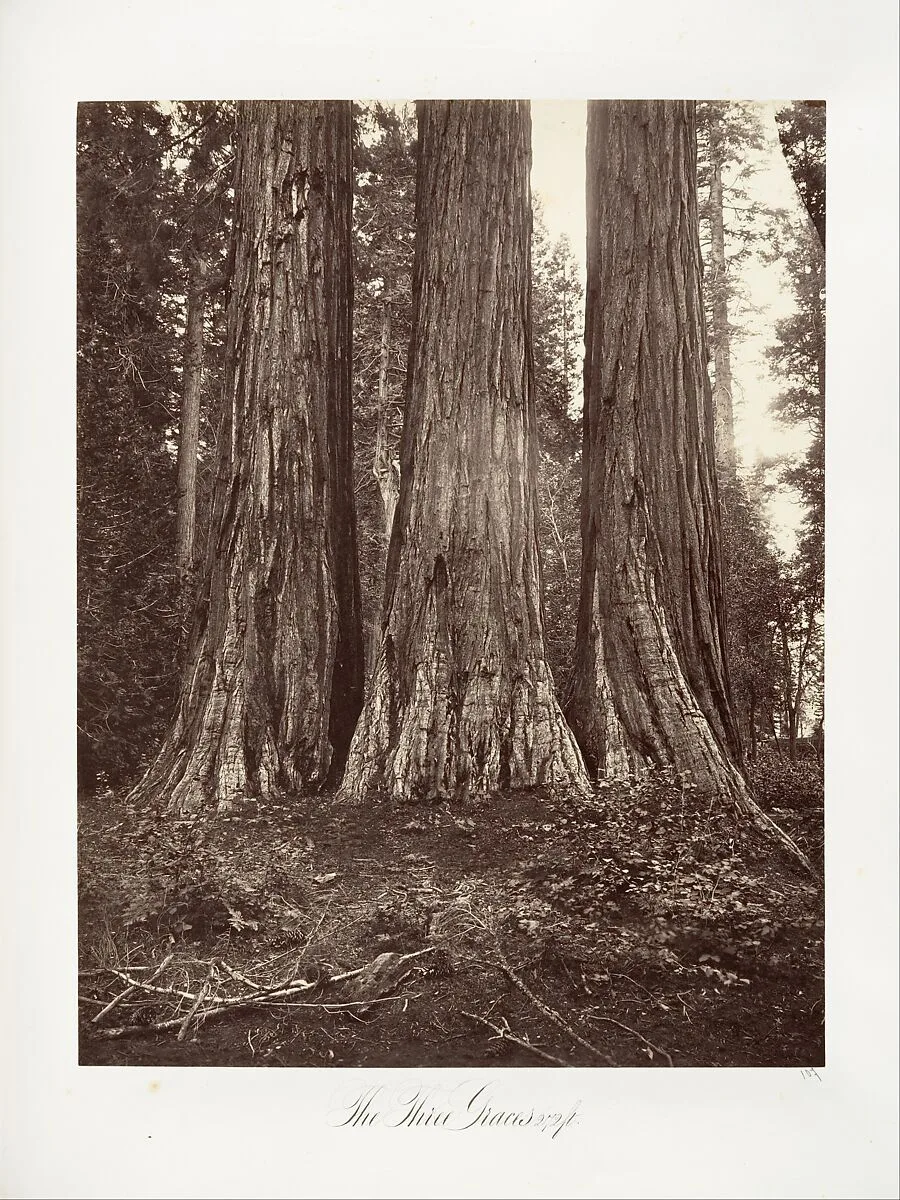The Three Graces, 272 feet — Carleton E. Watkins