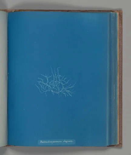 Batrachospermum stagnale