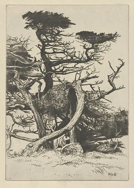 Line of Beauty — Ernest Haskell