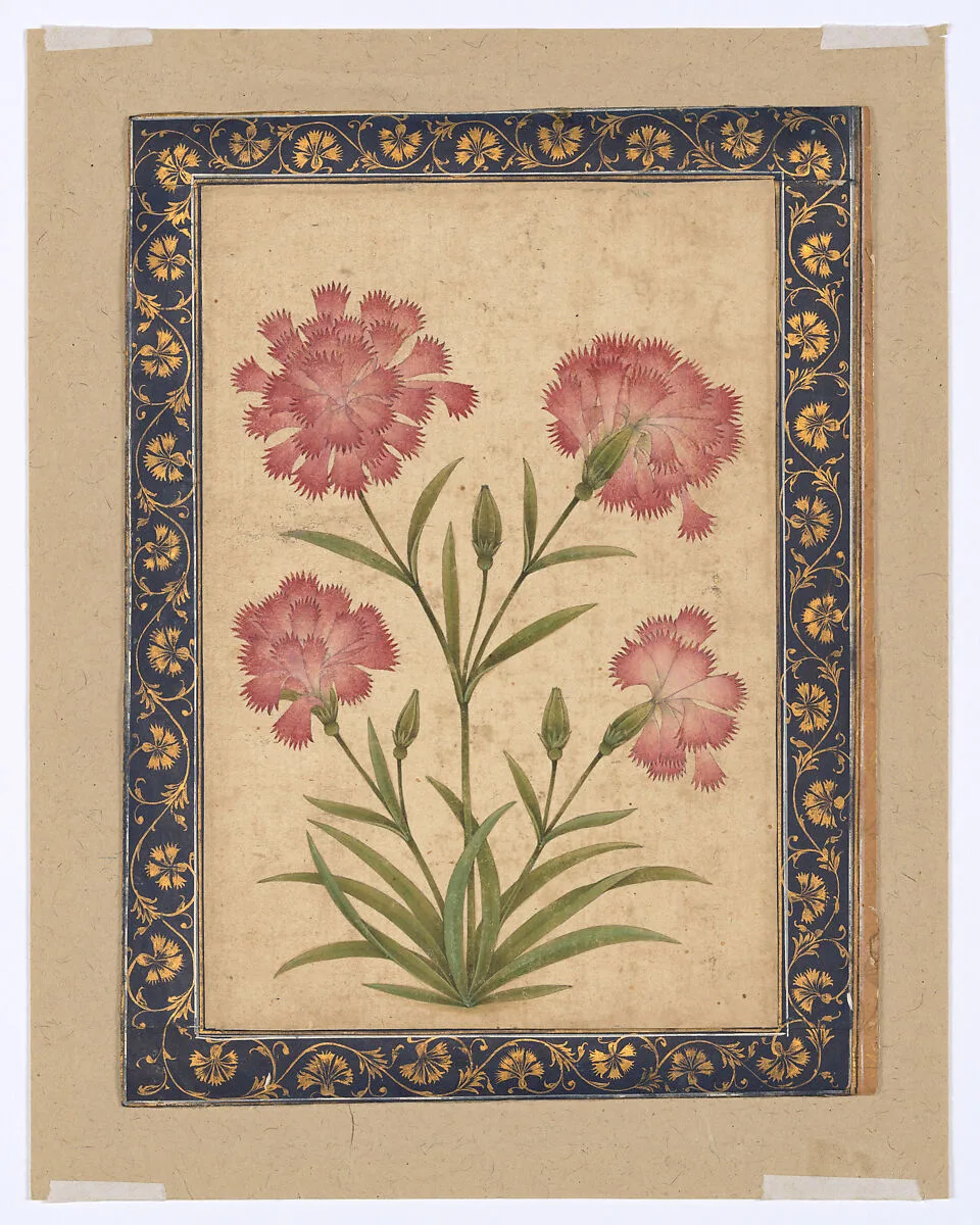 Botanical Painting: Dianthus — Unknown