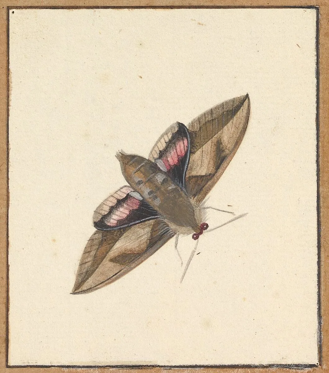 A Moth — Nicolaas Struyk