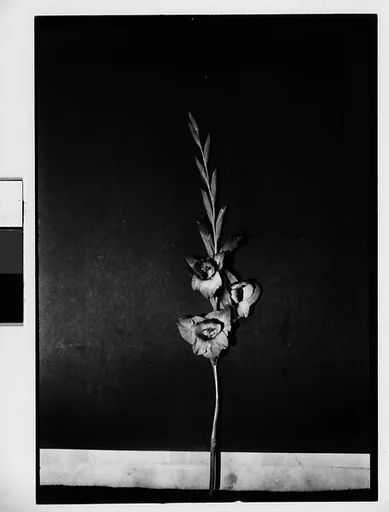 [Gladiola in Front of Backdrop, Darien, Connecticut]