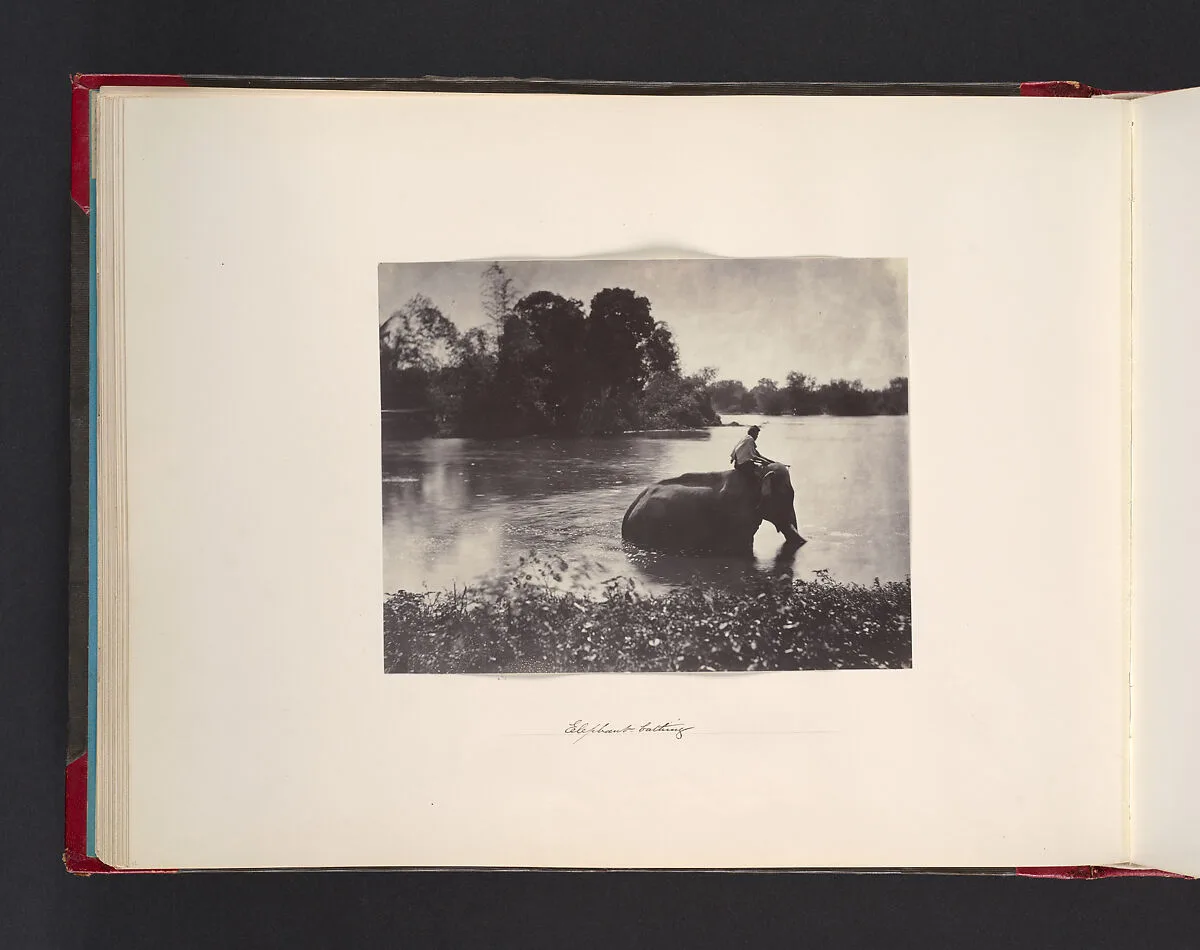 Elephant Bathing — John Thomson