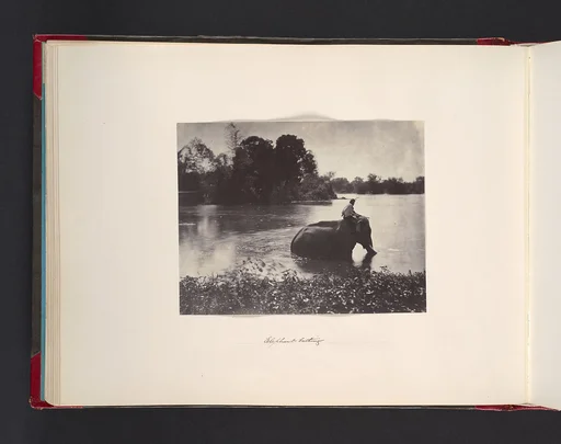 Elephant Bathing