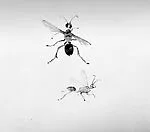 Two Wasps — Walter Stein