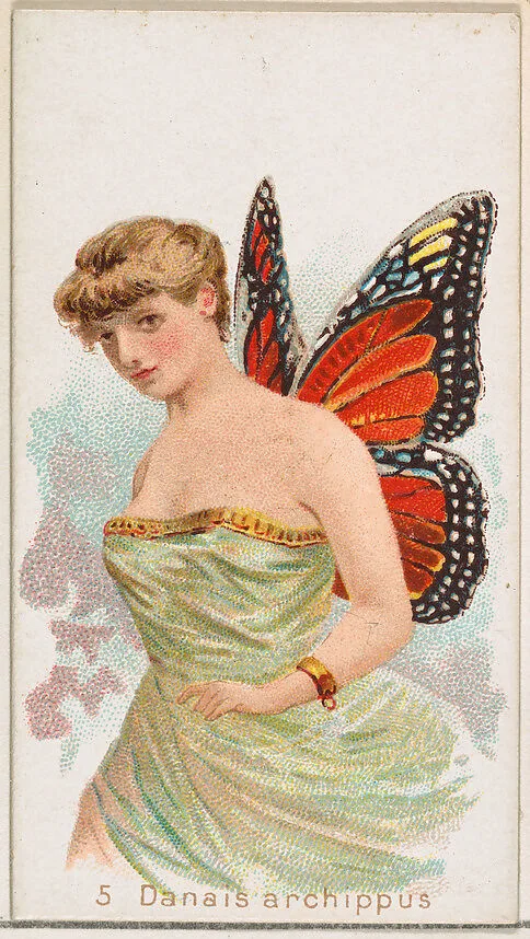 Card 5, Danais Archippus, from the Butterflies series (N183) issued by Wm. S. Kimball & Co. — Julius Bien|William S. Kimball & Company