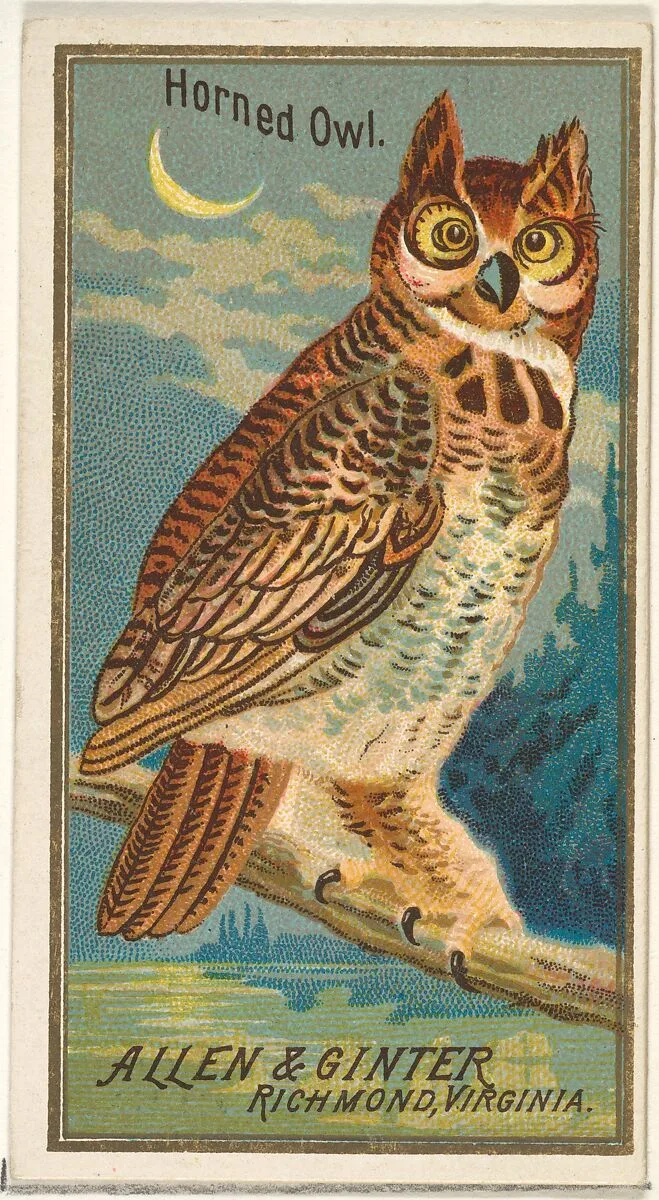 Horned Owl, from the Birds of America series (N4) for Allen & Ginter Cigarettes Brands — Allen & Ginter