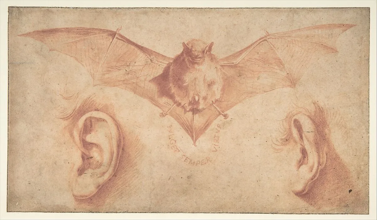 Studies of Two Ears and of a Bat. Below, the motto: FULGET SEMPER VIRTUS — Jusepe de Ribera (called Lo Spagnoletto)