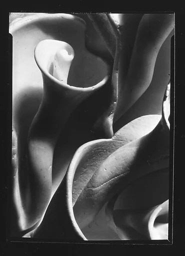 [Shell Study]