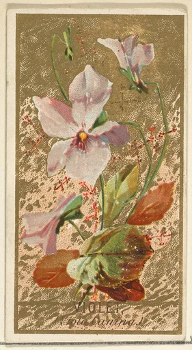 Violet (Viola Canina), from the Flowers series for Old Judge Cigarettes