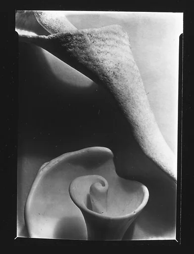 [Shell Study]