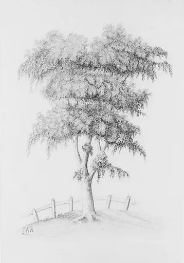 Tree (from McGuire Scrapbook)
