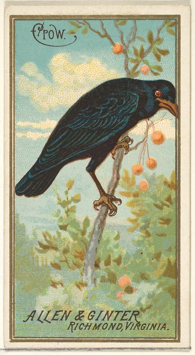 Crow, from the Birds of America series (N4) for Allen & Ginter Cigarettes Brands — Allen & Ginter