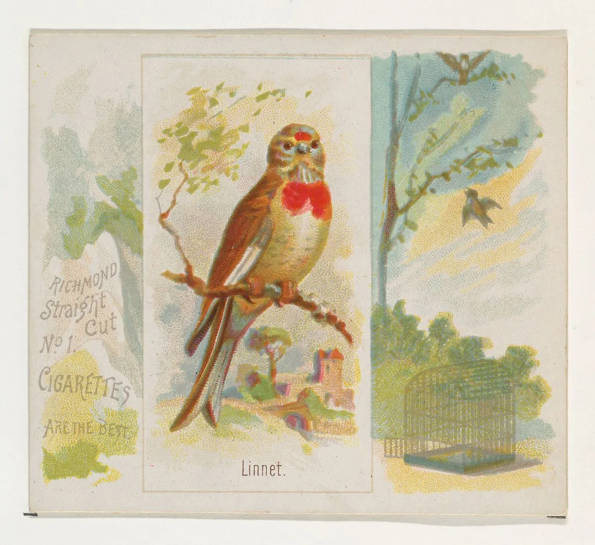 Linnet, from the Song Birds of the World series (N42) for Allen & Ginter Cigarettes — Allen & Ginter|George S. Harris & Sons