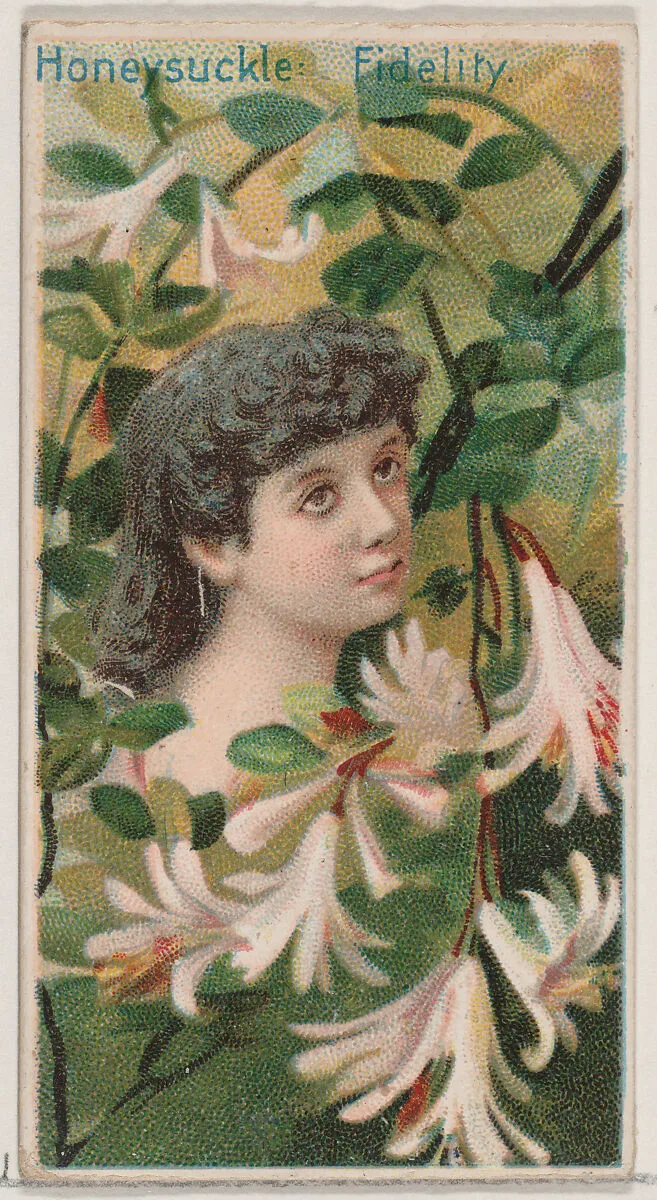 Honeysuckle: Fidelity, from the series Floral Beauties and Language of Flowers (N75) for Duke brand cigarettes — Donaldson Brothers|American Tobacco Company