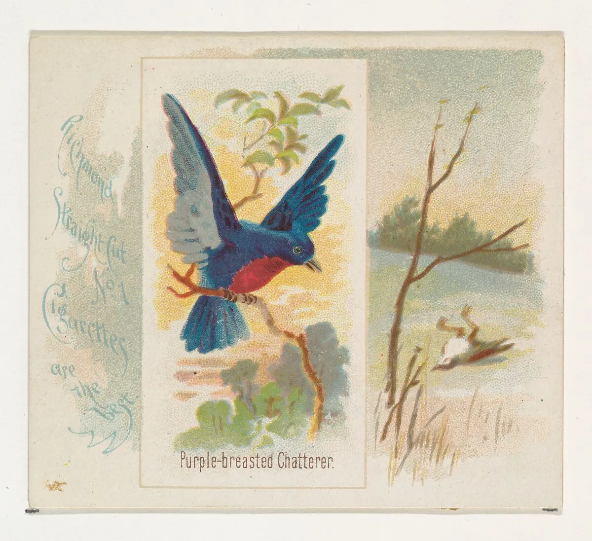 Purple-breasted Chatterer, from the Song Birds of the World series (N42) for Allen & Ginter Cigarettes — Allen & Ginter|George S. Harris & Sons
